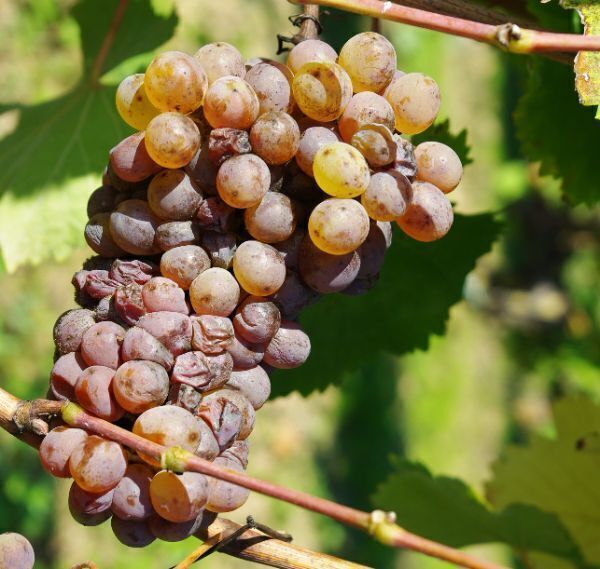 planche vendanges9.JPG